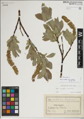 Foto von Salix lanata L.
